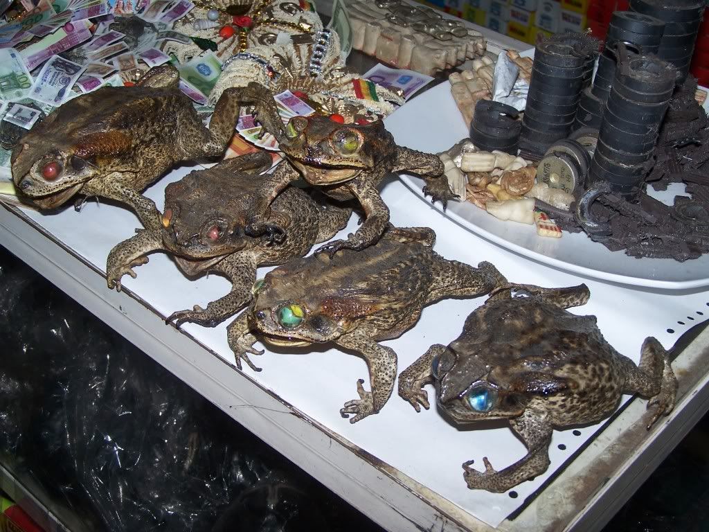 Mummified Frogs At The Witches Market Photo by amyleahpotter Photobucket